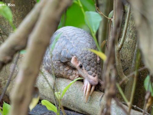 2月21日世界穿山甲日相約動物園：一起陪牠走回山林——「Save the Pangolin 返家之路」救傷與野放分享會